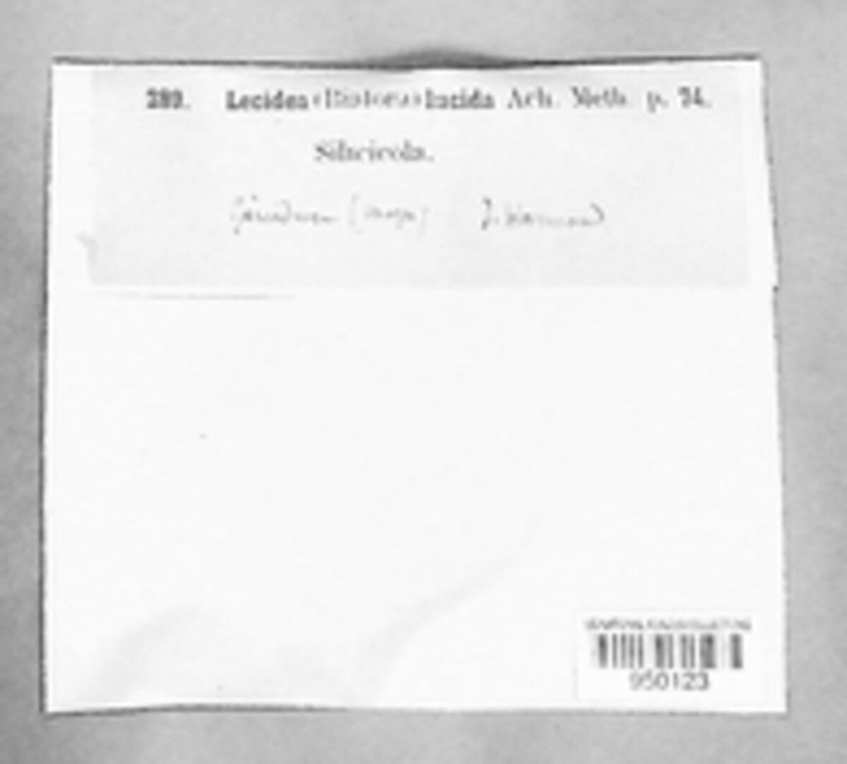 Psilolechiaceae image